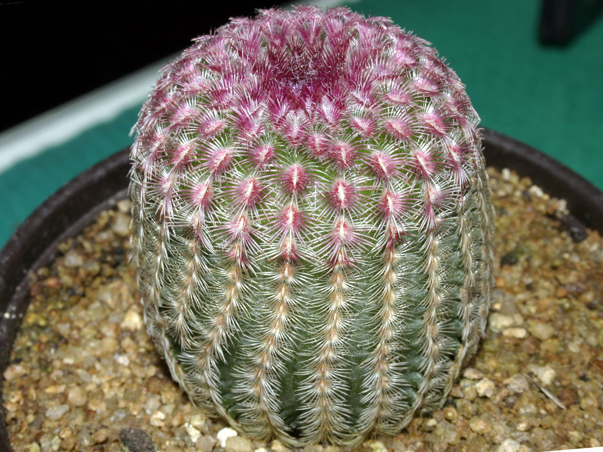 Эхиноцереус жестчайший Echinocereus rigidissimus