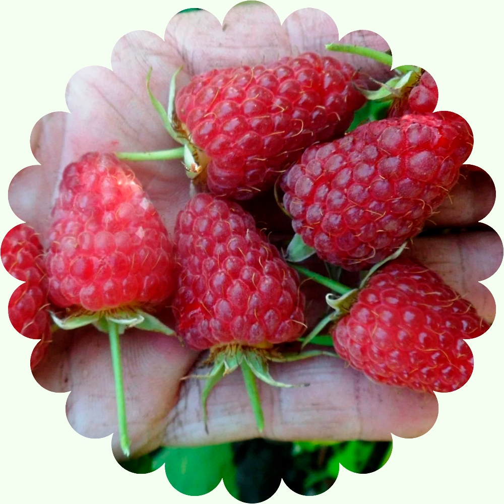 Малина Слава России