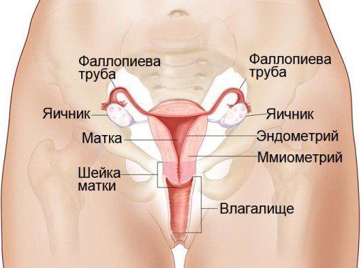 Анатомия женщины (строение женских половых органов) – полезные материалы beton-krasnodaru.ru
