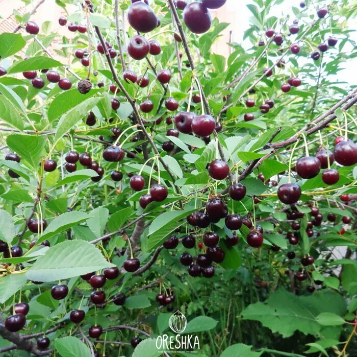 Seeds of Chocolate cherry (Cerasus) — 10 pcs