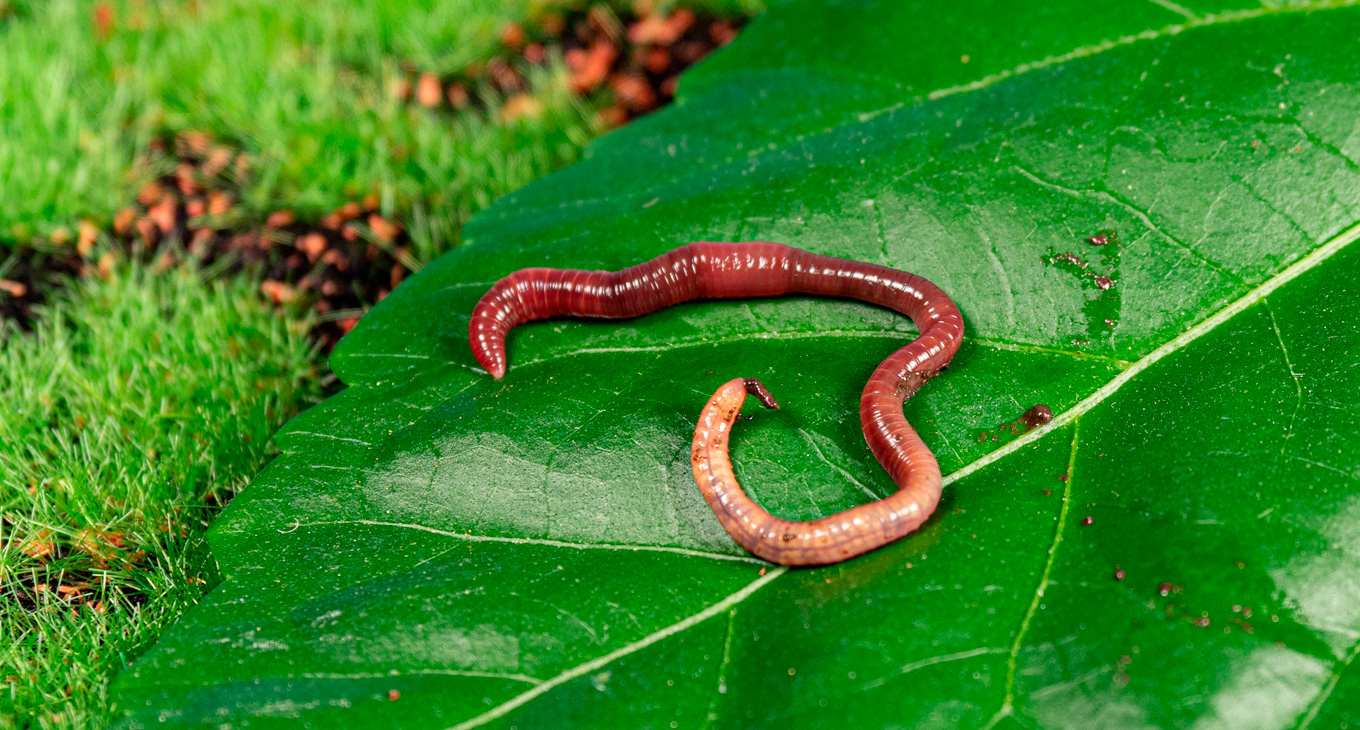 Интересные факты о дождевых червях