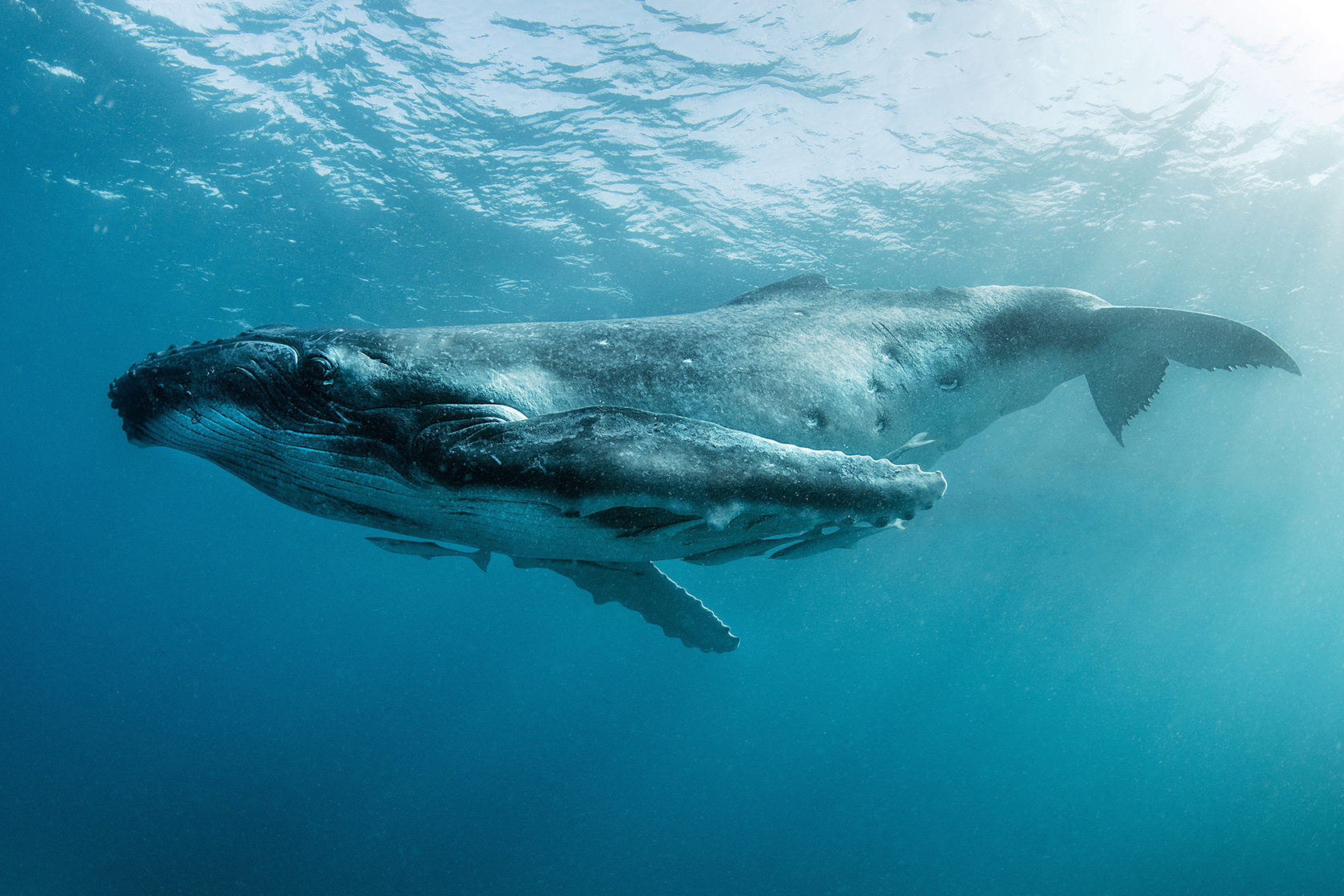 Киты водятся в море. Кит Горбач. Китообразные горбатый кит. Синий кит Горбач. Горбач или горбатый кит.