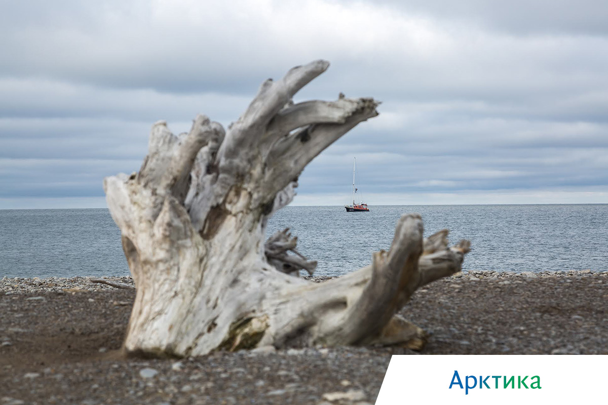 парусник в русской арктике