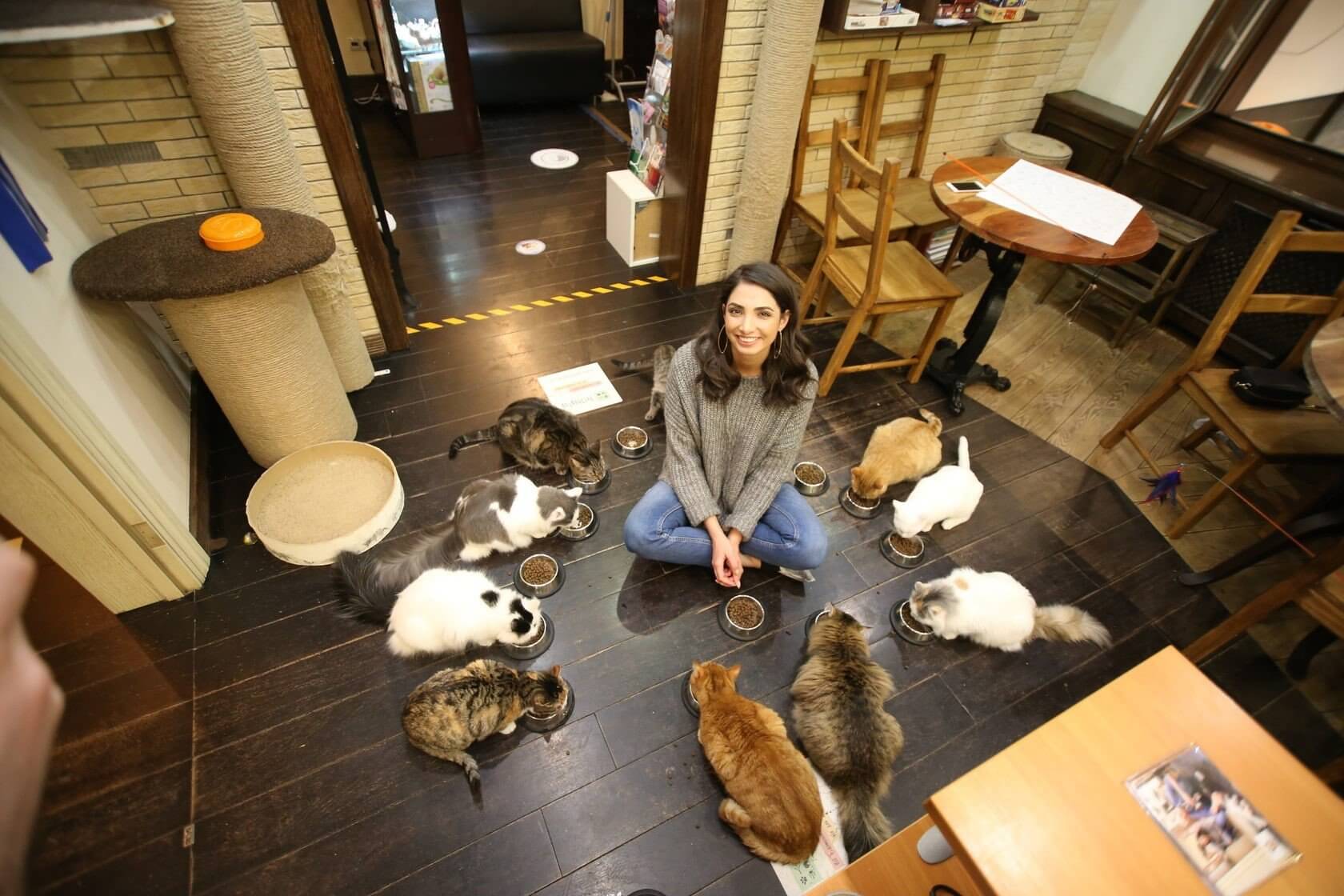 Cat cafe discount