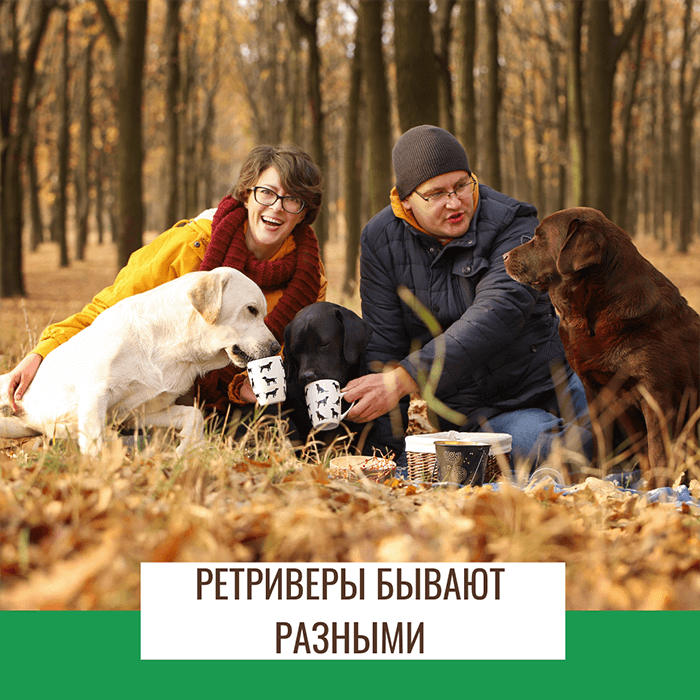 Ретриверы бывают разными. Кроме лабрадора существует еще 5 пород ретриверов