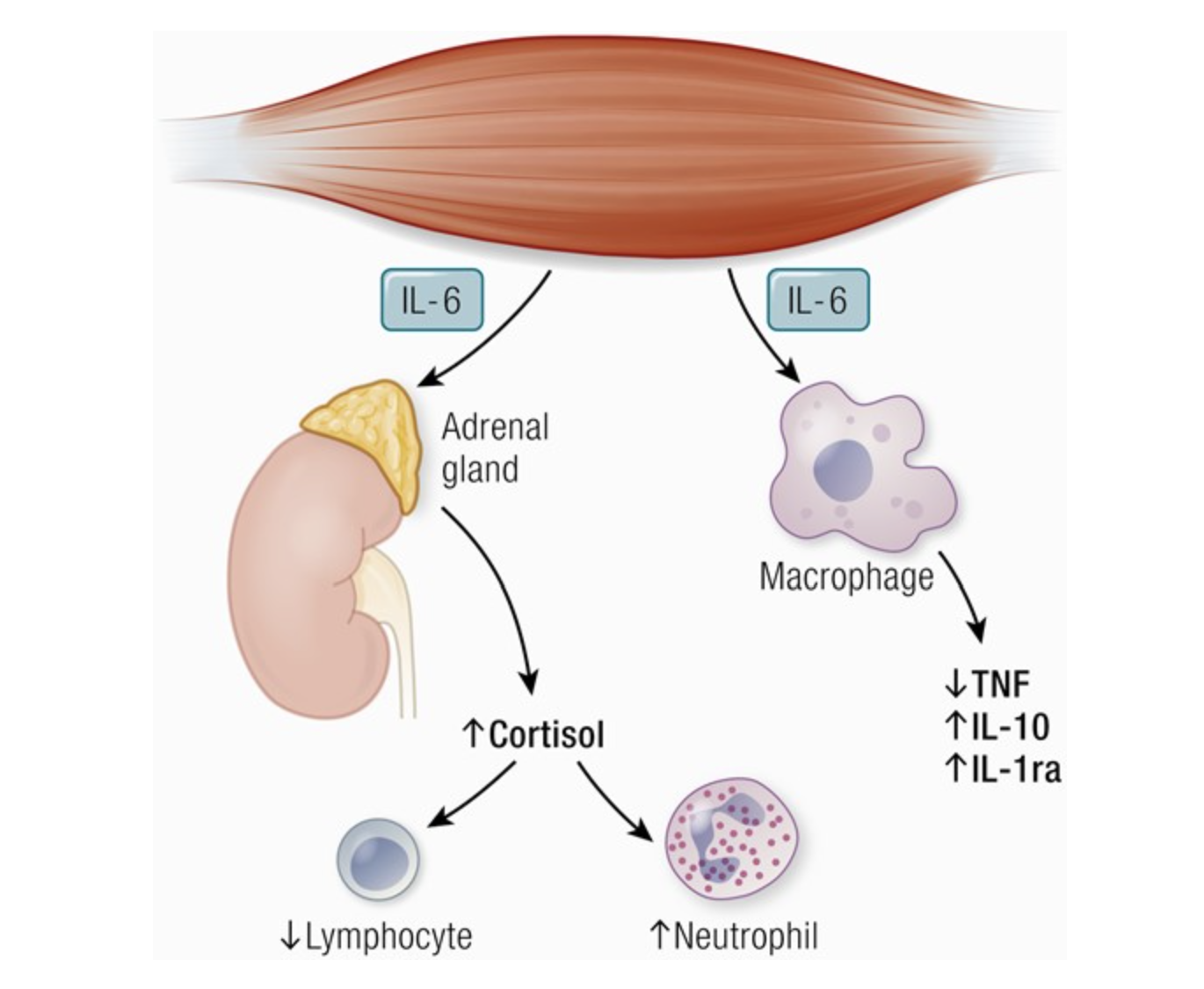 Ein Bild, das Text enthält.
KI-generierte Inhalte können fehlerhaft sein.