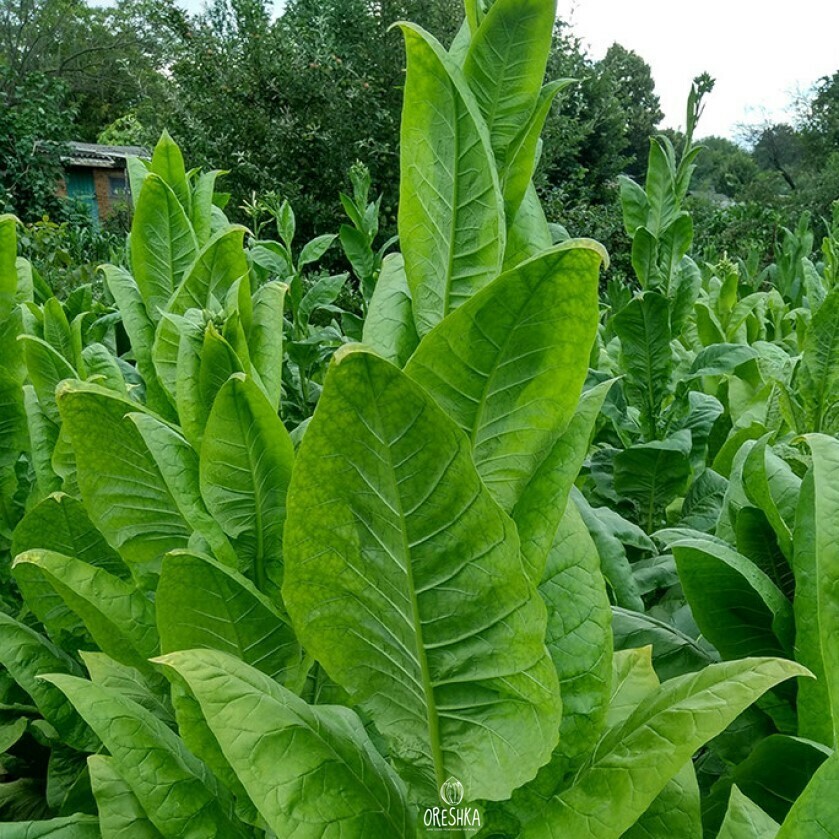 Seeds of Tobacco Burley NC-82 (Nicotiana tabacum) — 300 pcs