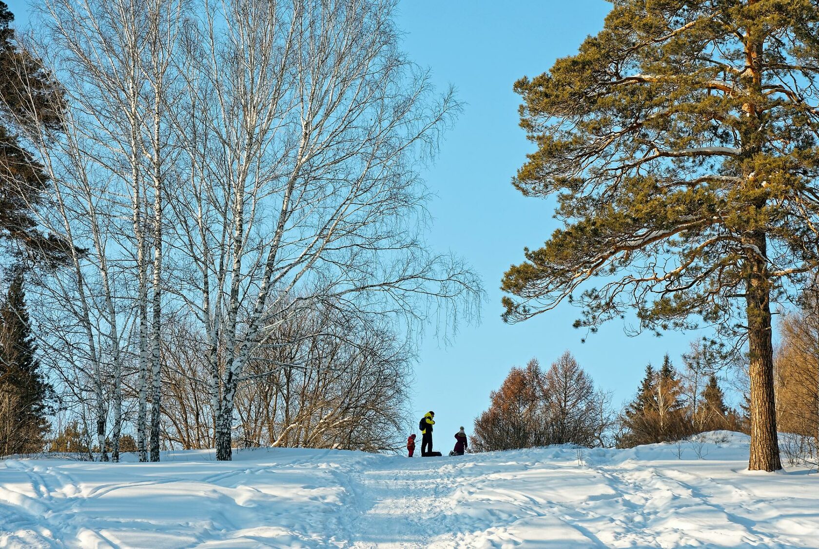 Пример удачного ландшафтного дизайна ботсада СО РАН - металлический шар, который зимой превращается в снежную шапку