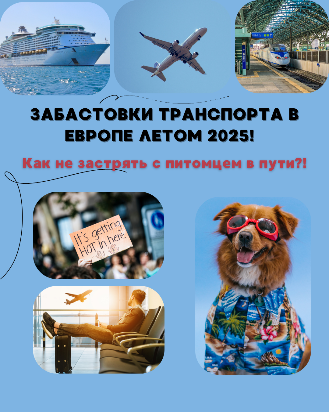 Как избежать проблем с поездкой с животным из-за летних транспортных протестов в Европе