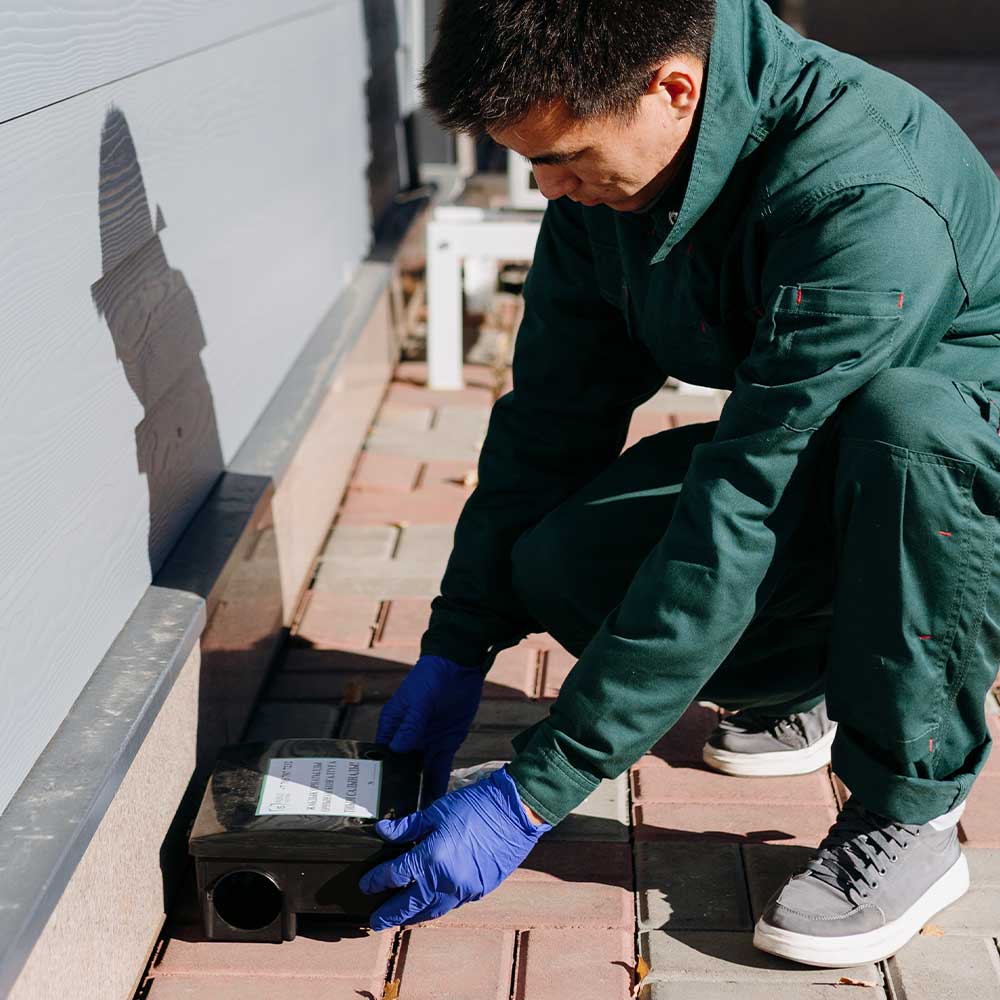 служба по отлову мышей