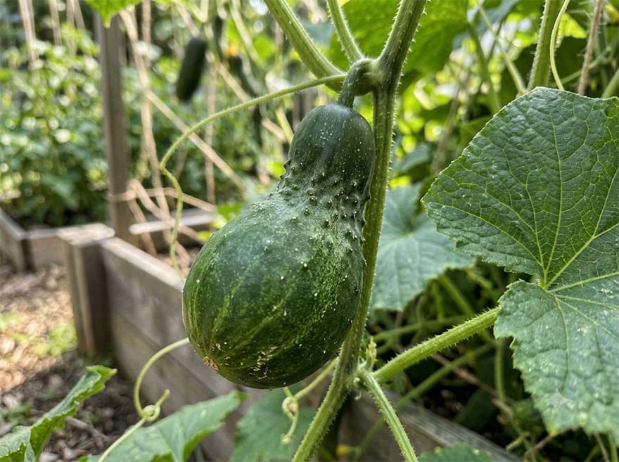 Close-up of a pear shaped cucumber on the vine, a sign of potassium deficiency