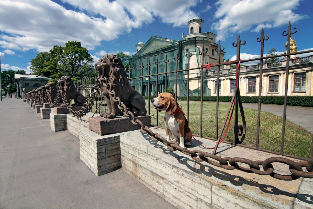 Город собак спб. Усадьба Безбородко в Санкт-Петербурге. Дача Кушелева-Безбородко в Петербурге. Собаки Петербурга. Львы Петербурга.