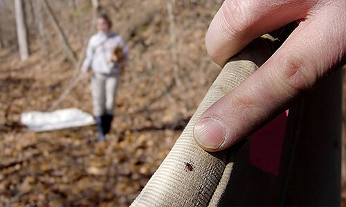 Иксодовый клещ на одежде. Вызвать СЭС для обработки от клещей в Набережных Челнах