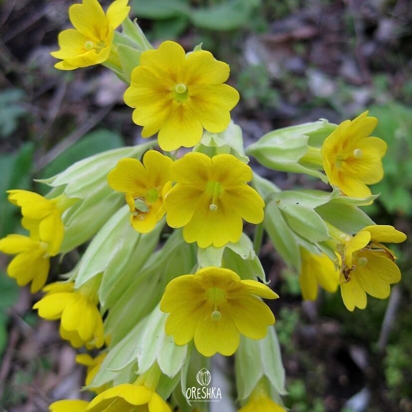 Seeds of cowslip (Primula veris) — 20 pcs