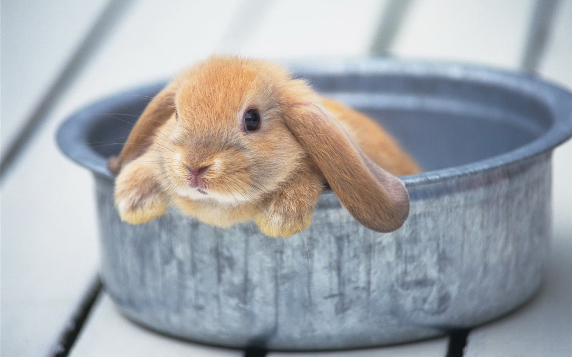 Чем кормить кроликов в домашних условиях?