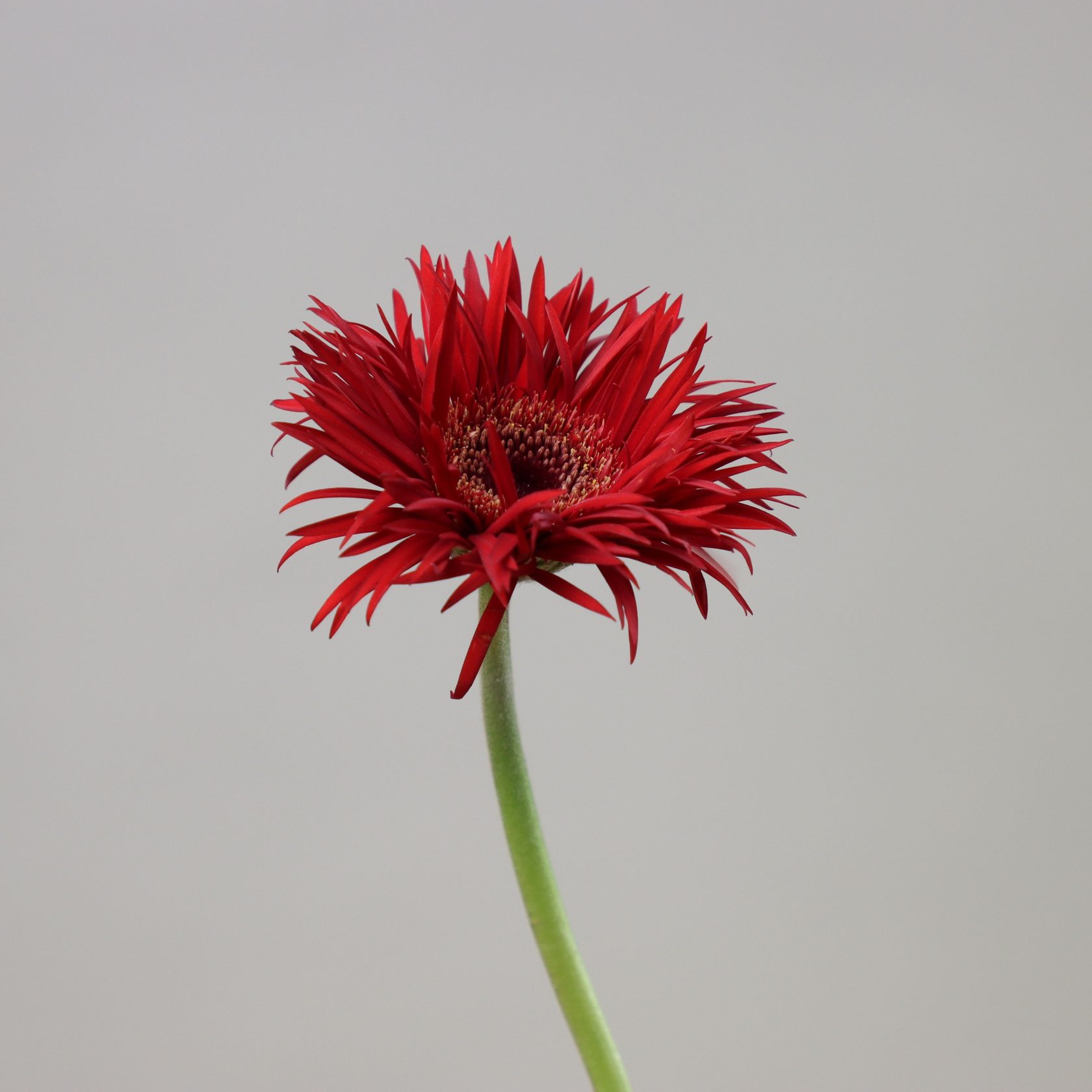 Гербера игольчатая Пеппер спрингс - Gerbera Pepper Springs