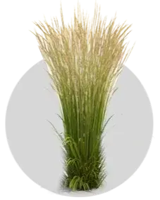 Злаки и травы