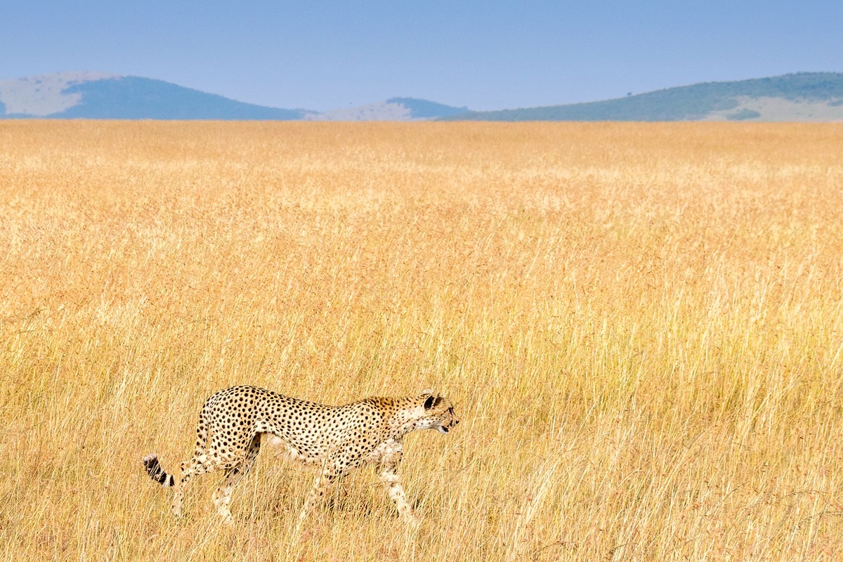 масаи мара национальный парк животные