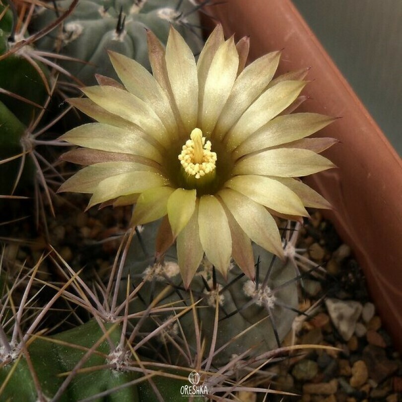 Seeds of Cactus Pyrrhocactus villicumensis VG 1143 (Pyrrhocactus villicumensis VG 1143) — 10 pcs