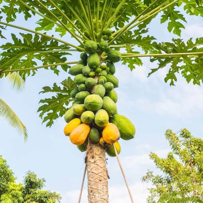 Seeds of Papaya Coorg Honeydew (Papaw) (Carica papaya) — 10 pcs
