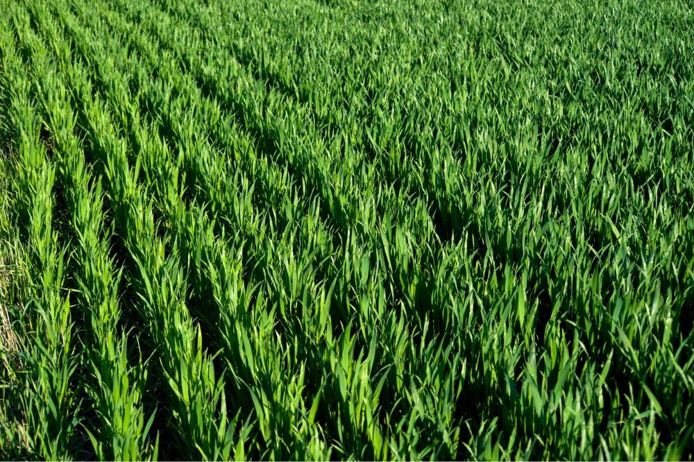 всхожесть семян, как улучшить всхожесть, обработка семян перед посевом