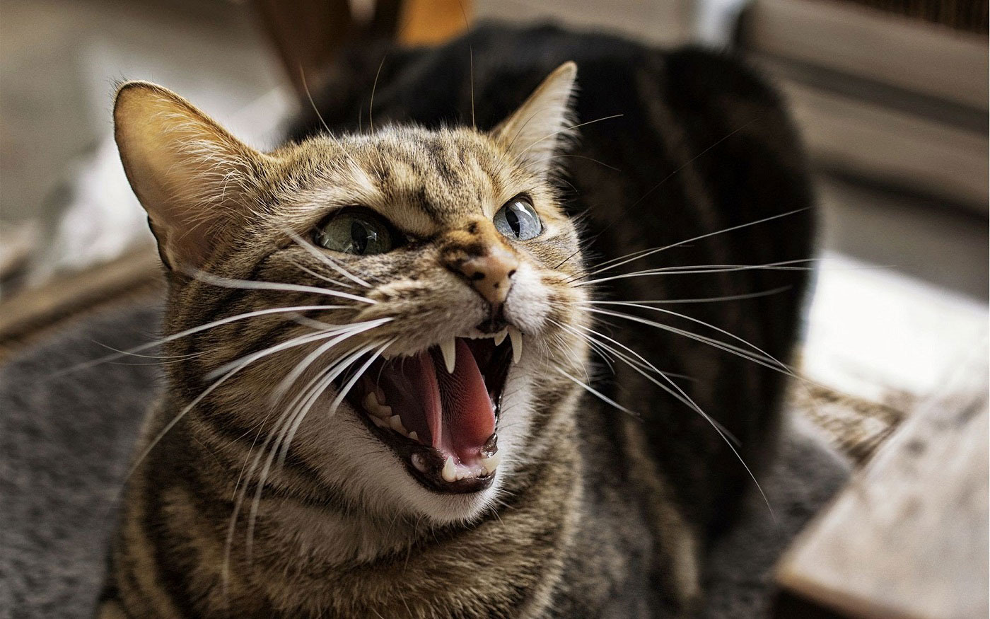 Что делать, если кот ведет себя агрессивно?