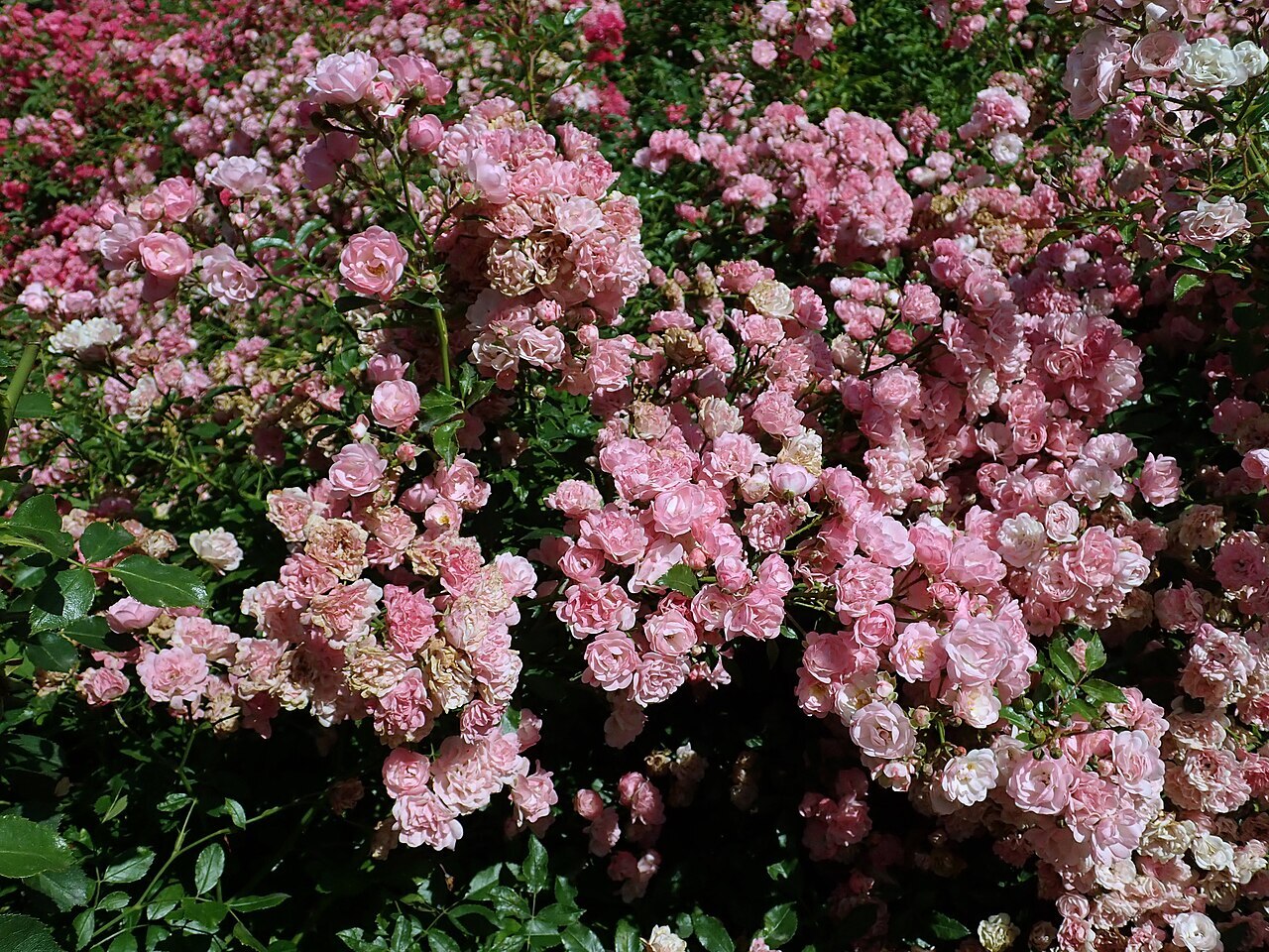 Полиантовая роза с большим количеством розово-белых цветков