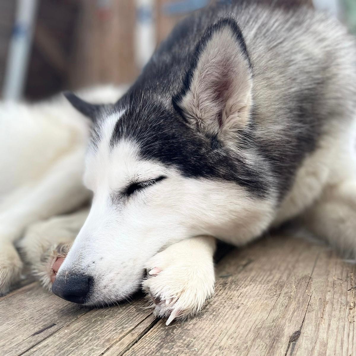 хаски в костроме экскурсия. хаски катают детей на тюбах. питомник хаски в костроме. питомник хаски лайлапс кострома. кивач хаски.