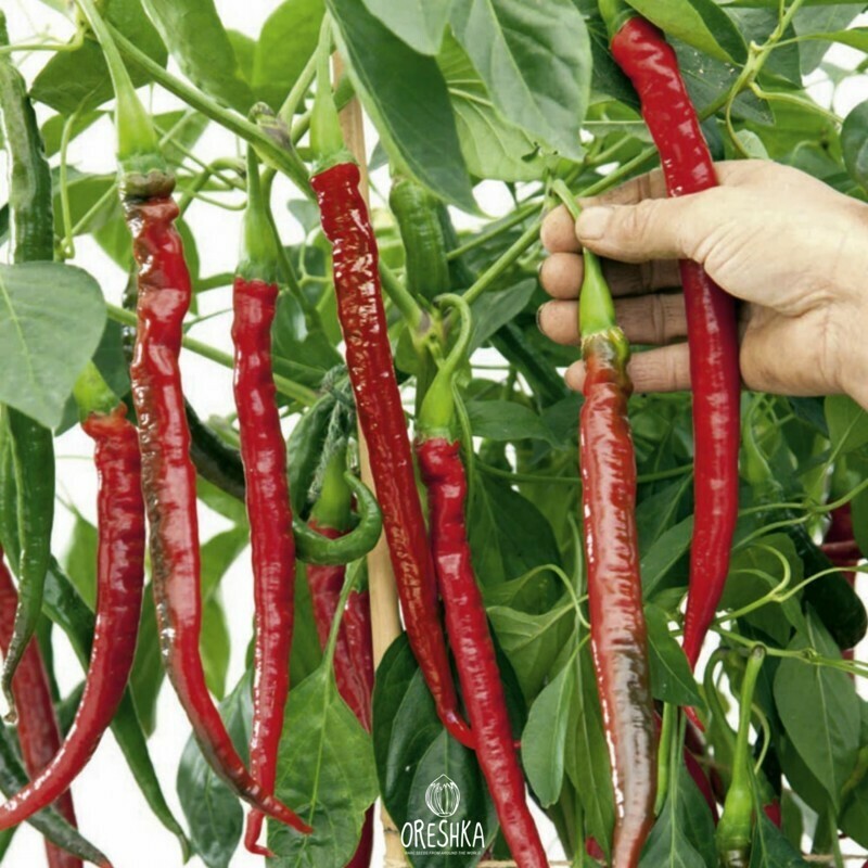 Seeds of Hot pepper Long joe cayenne (Capsicum) — 5 pcs