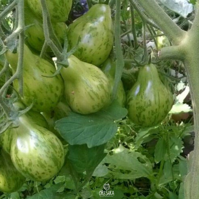 Seeds of Tomato Michael Polan (solanum lycopersicum) — 10 pcs