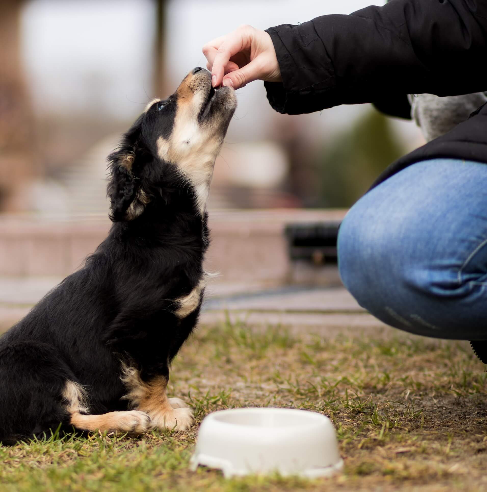 Как научить собаку апорт. Feed the Dog.