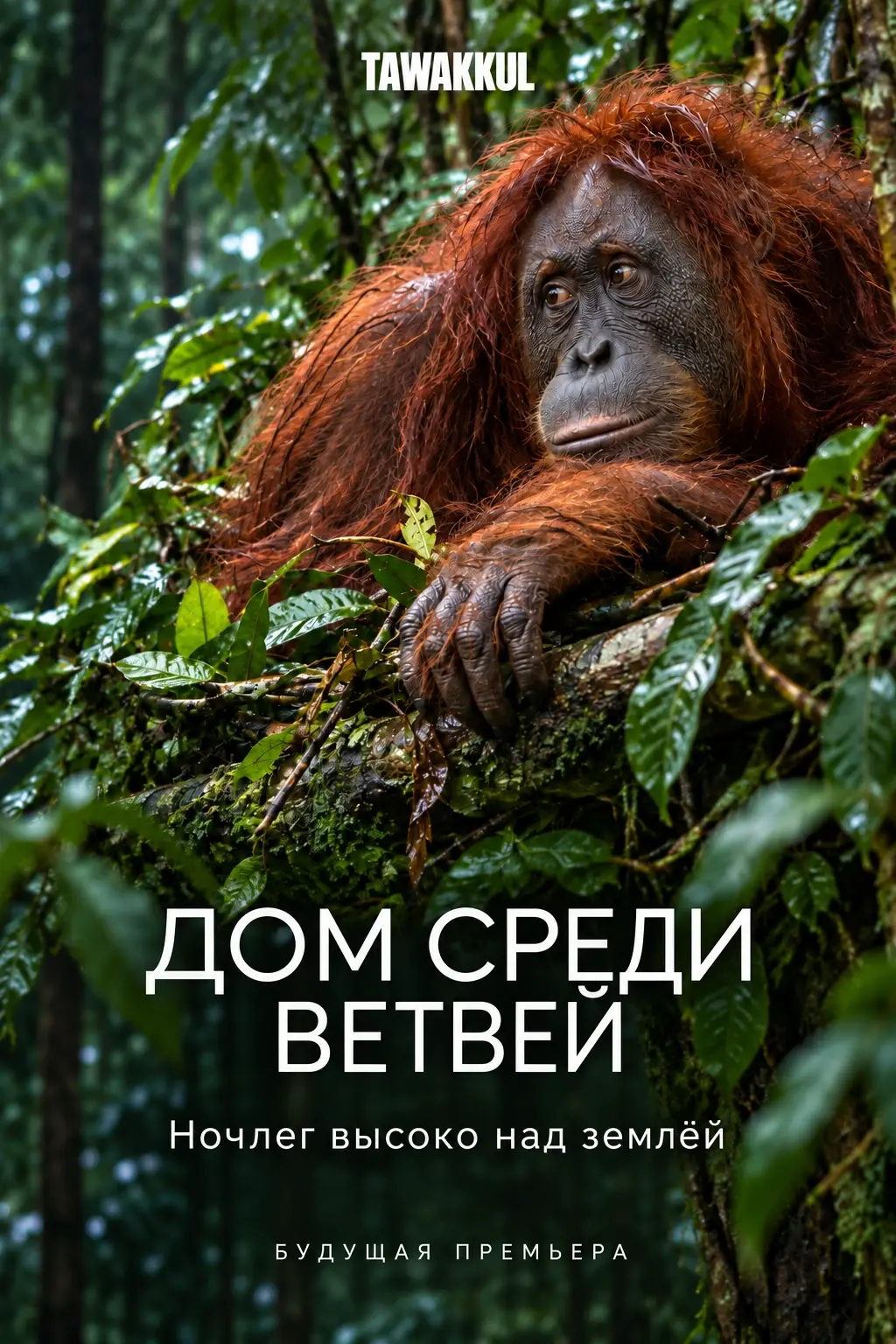 Постер будущего фильма «Дом среди ветвей».