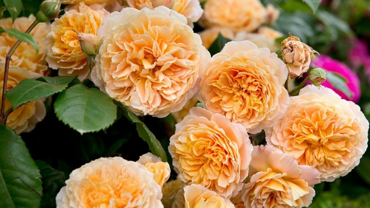 Journey into the captivating world of David Austin's Garden Roses in Kenya, and discover the secrets behind the perfect bloom and the romance it brings to every celebration.
