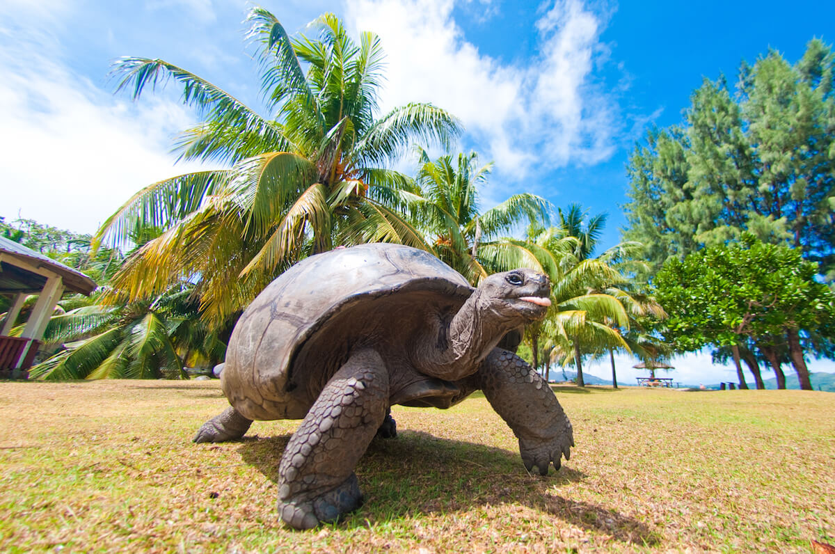 Гигантские черепахи на острове Санта-Круз, Галапагосы