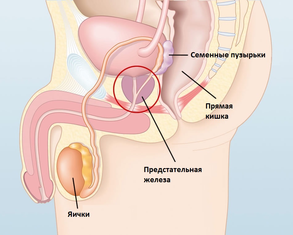 Где находится простата у мужчин схема