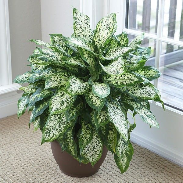 Green indoor plant in pot