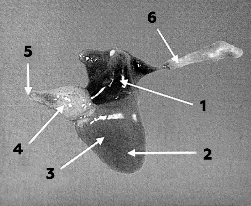 строение сердца лосося узв акваферма