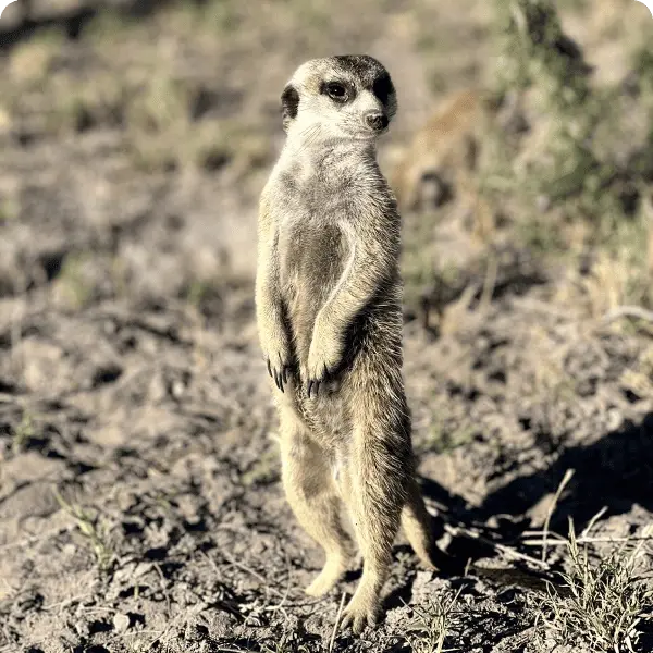Тур в ЮАР - Старинные винодельни