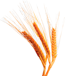 Нормы внесения Гумифулин и Органол для яровых культур