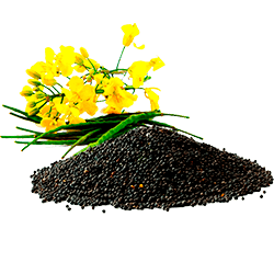 Нормы внесения Гумифулин и Органол для рапса