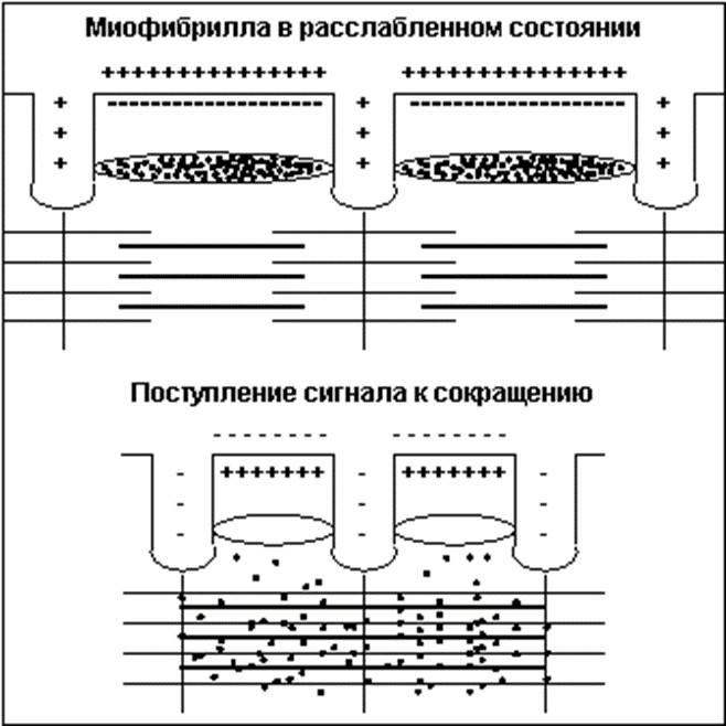 Суммация одиночных мышечных сокращений при увеличении частоты импульсов
