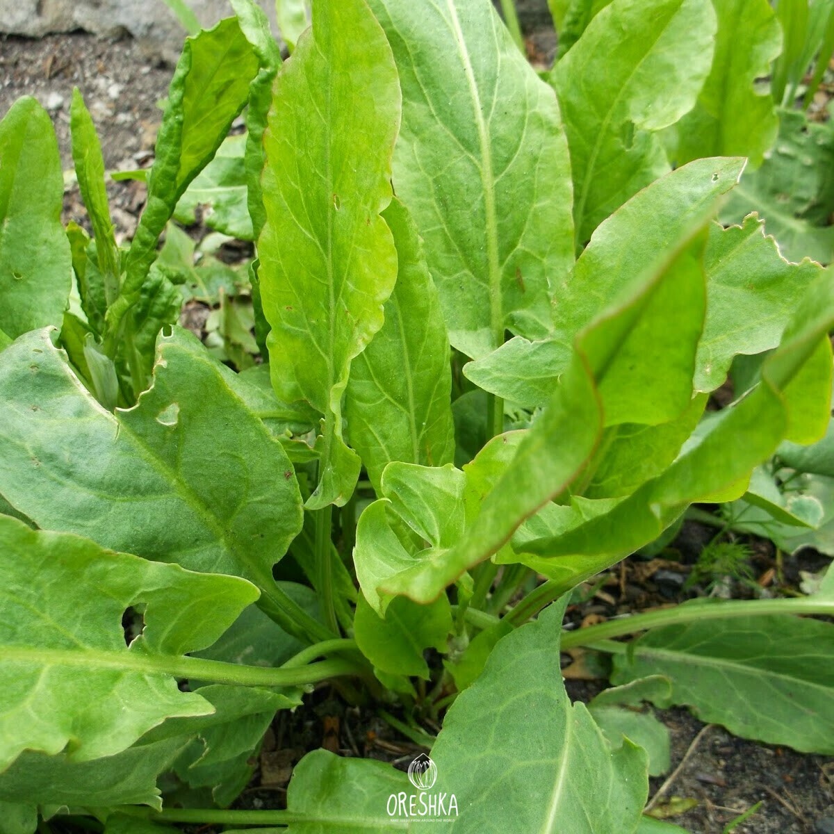 Seeds of common sorrel (Rúmex) — 100 pcs