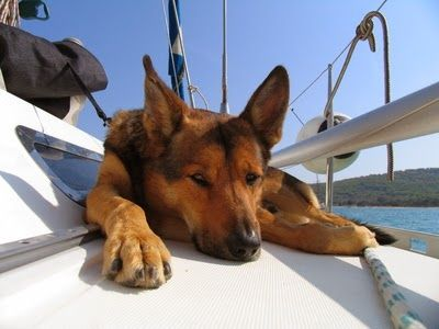 Туалет для собаки на яхте может стать проблемой