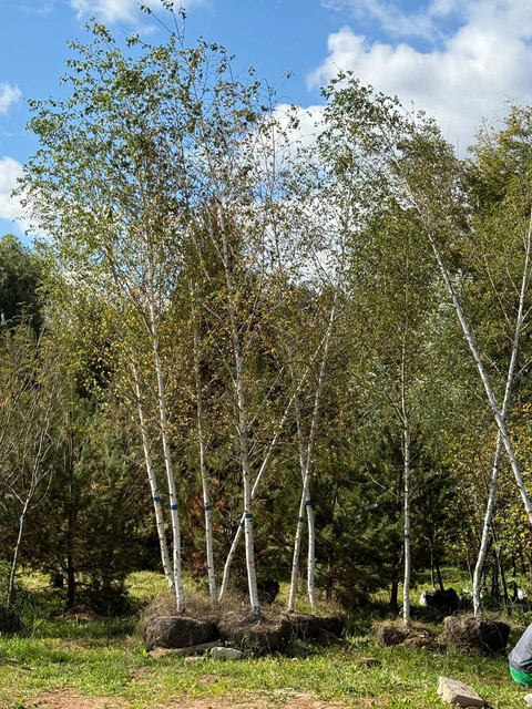 Берёза