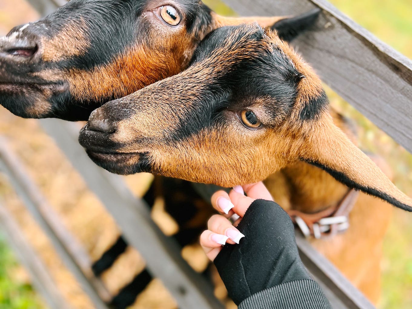 Ферма с животными для семейного отдыха в Подмосковье