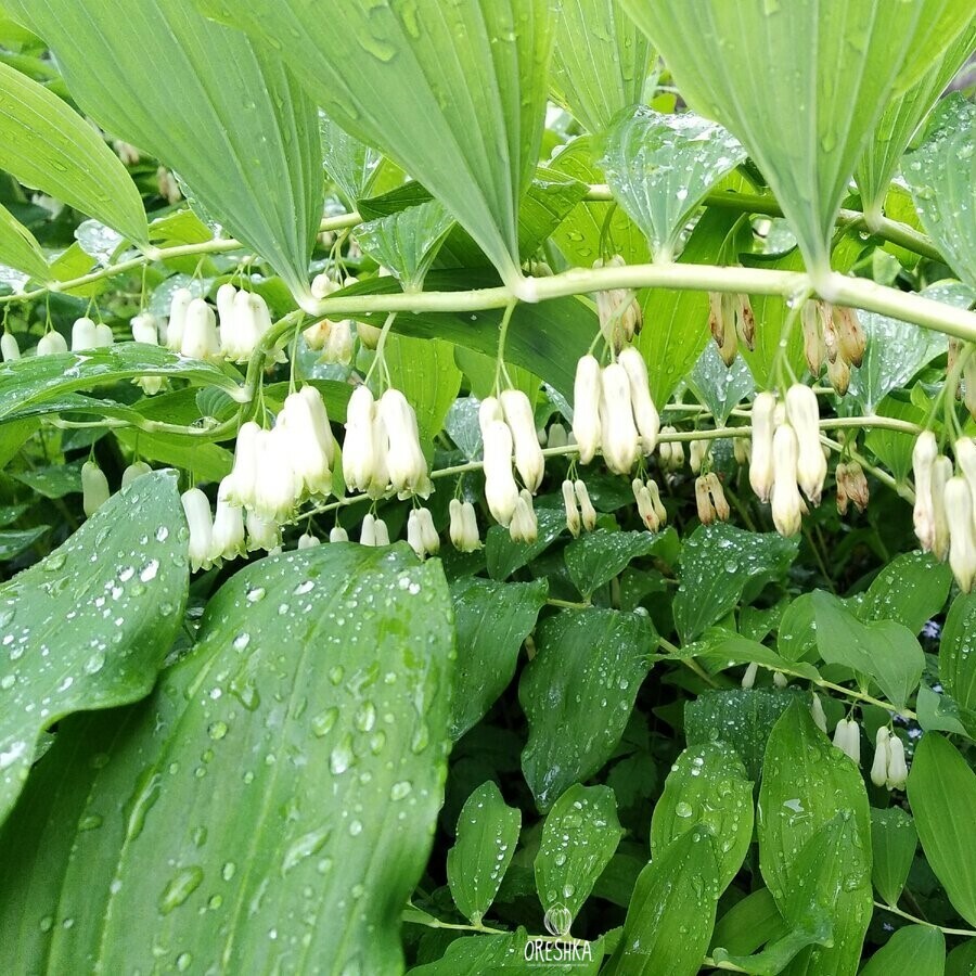 Polygonatum Roseum