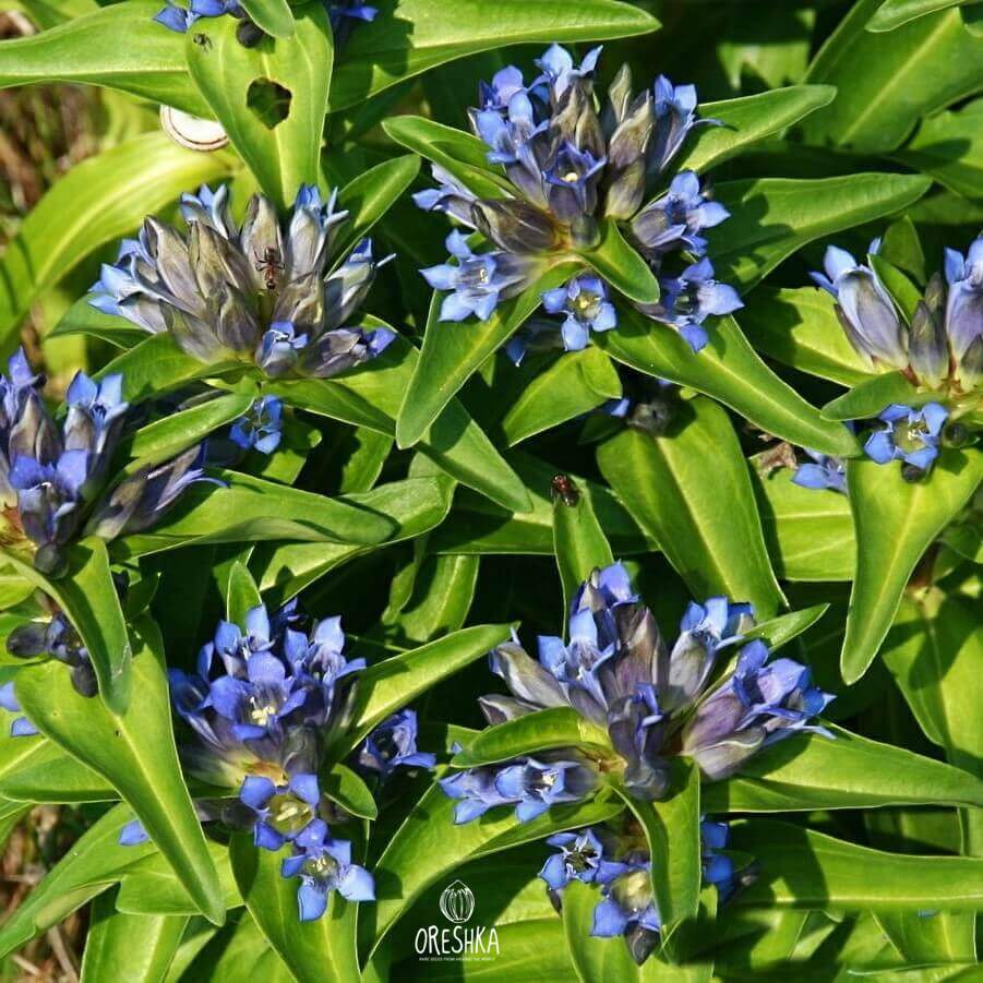 Seeds of cross gentian (Gentiana cruciata) — 100 pcs