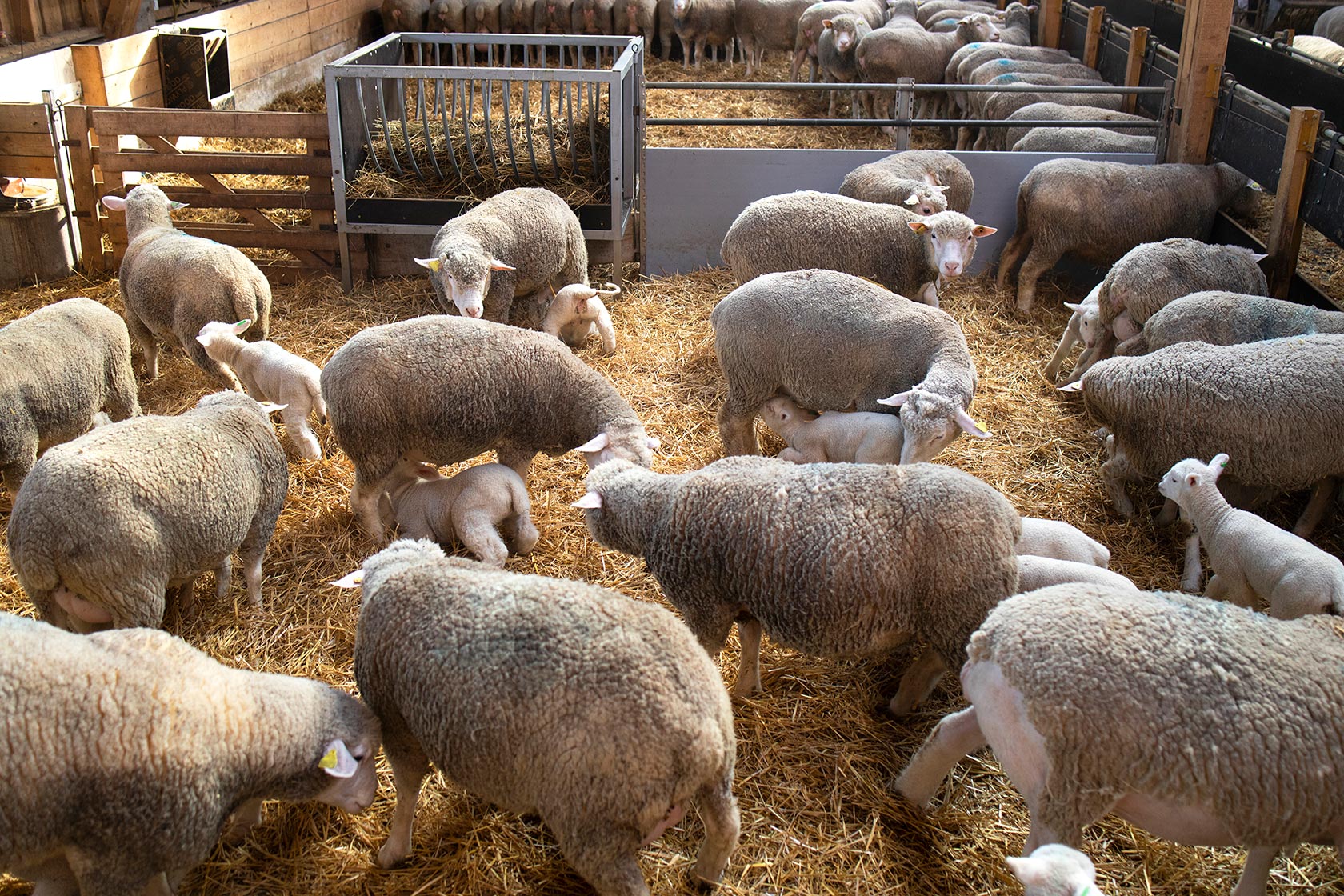 Sheep Barn.