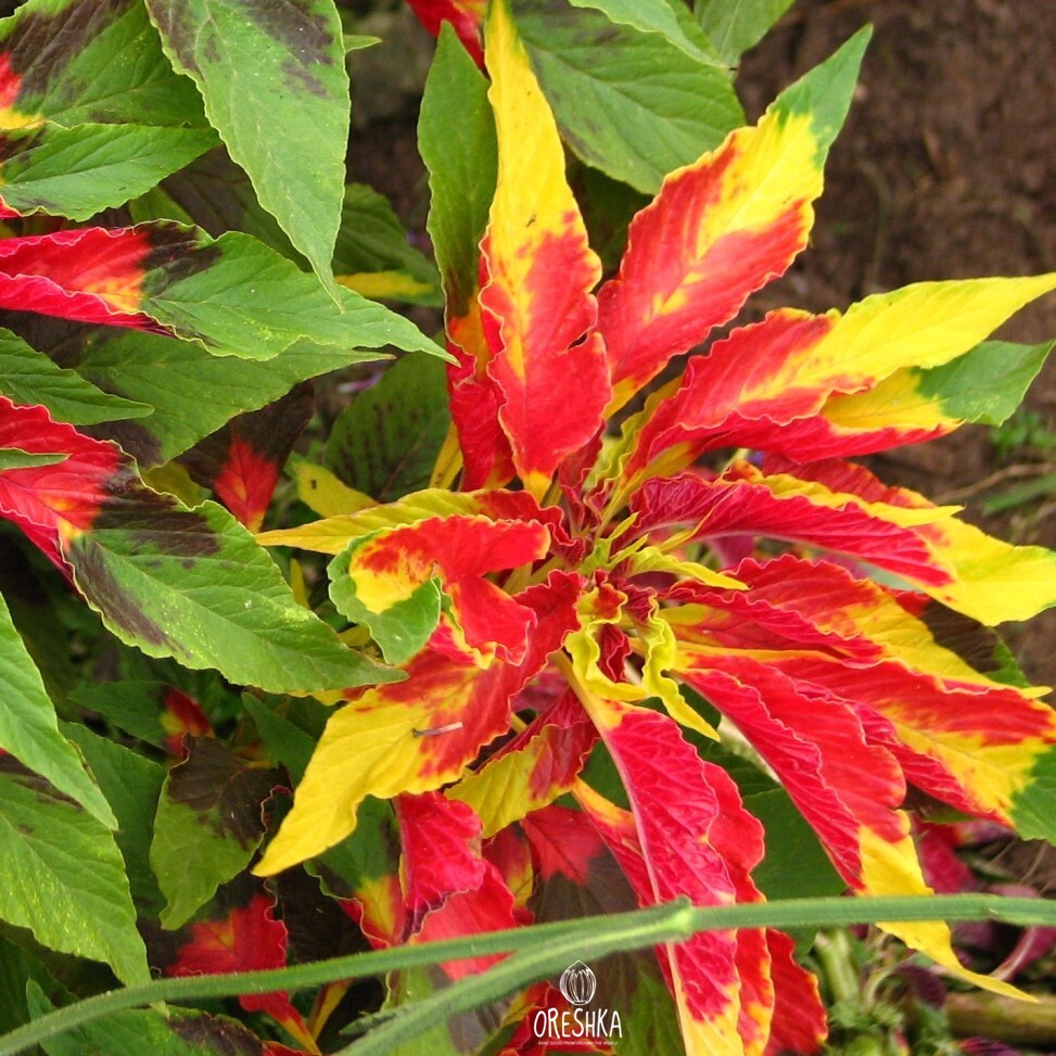 Seeds of edible amaranth (Amaranthus tricolor) — 100 pcs