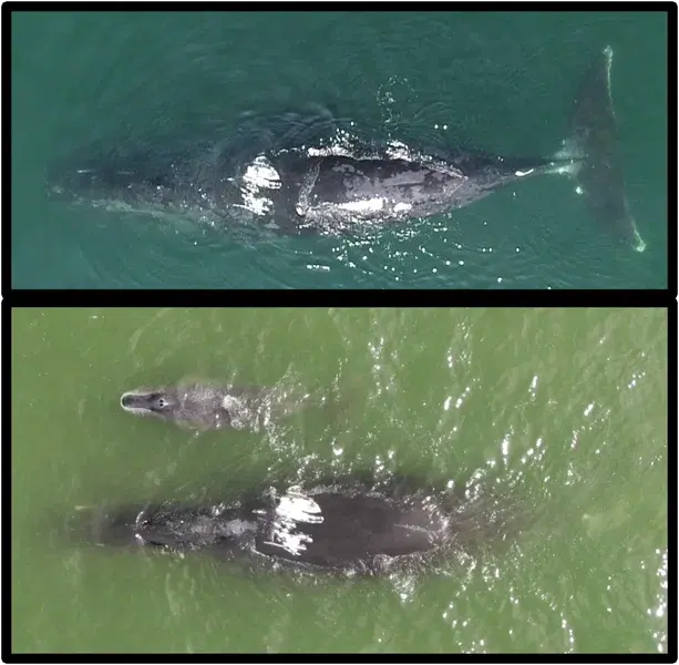 Кит ЧайнаТаун 2022 и 2025 годы